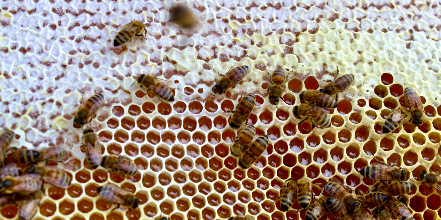 Honeycomb – Salcombe Bee Company