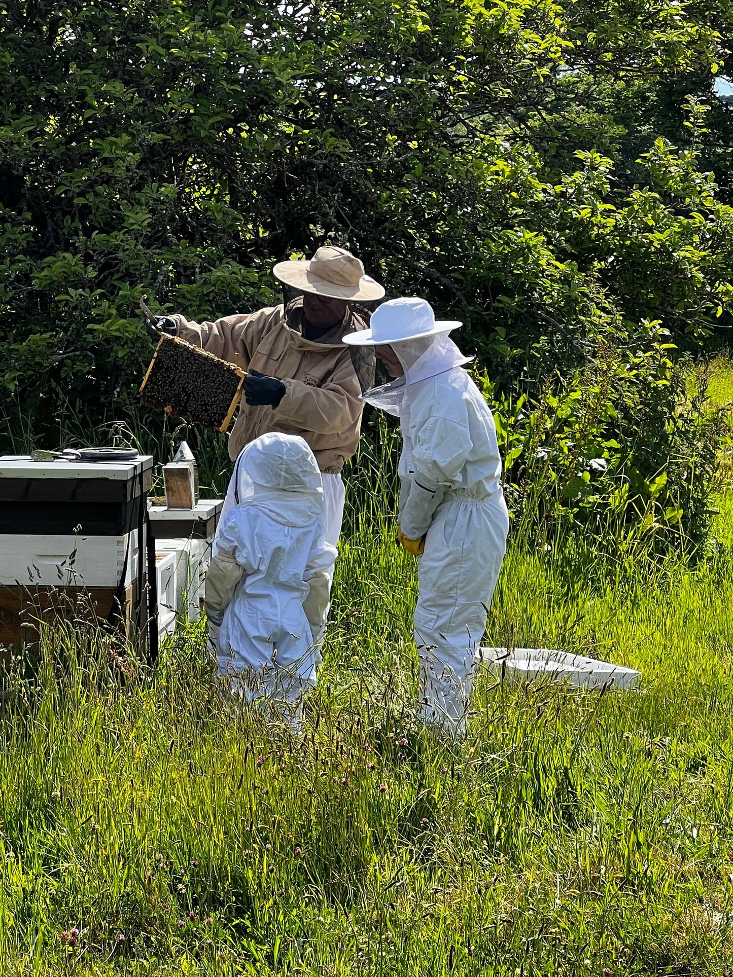 Bee Experience - 21 July