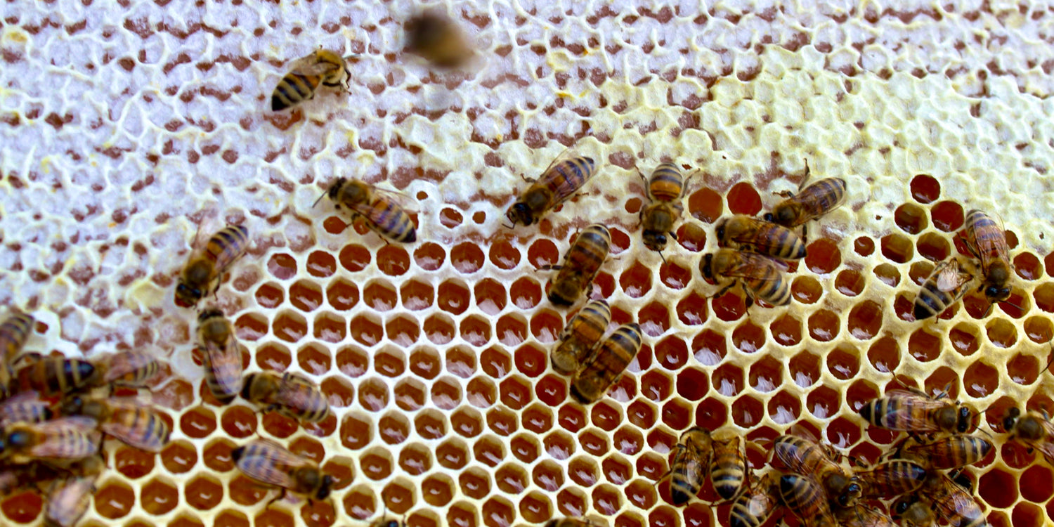 Honeycomb