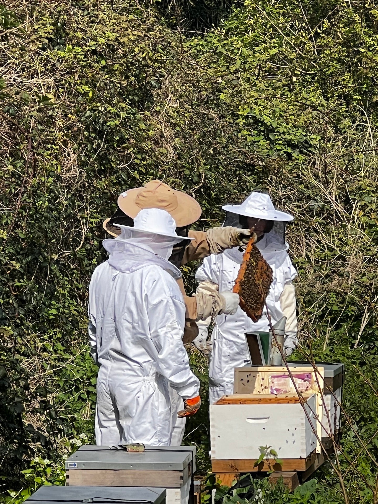 Bee Experience - 22 July