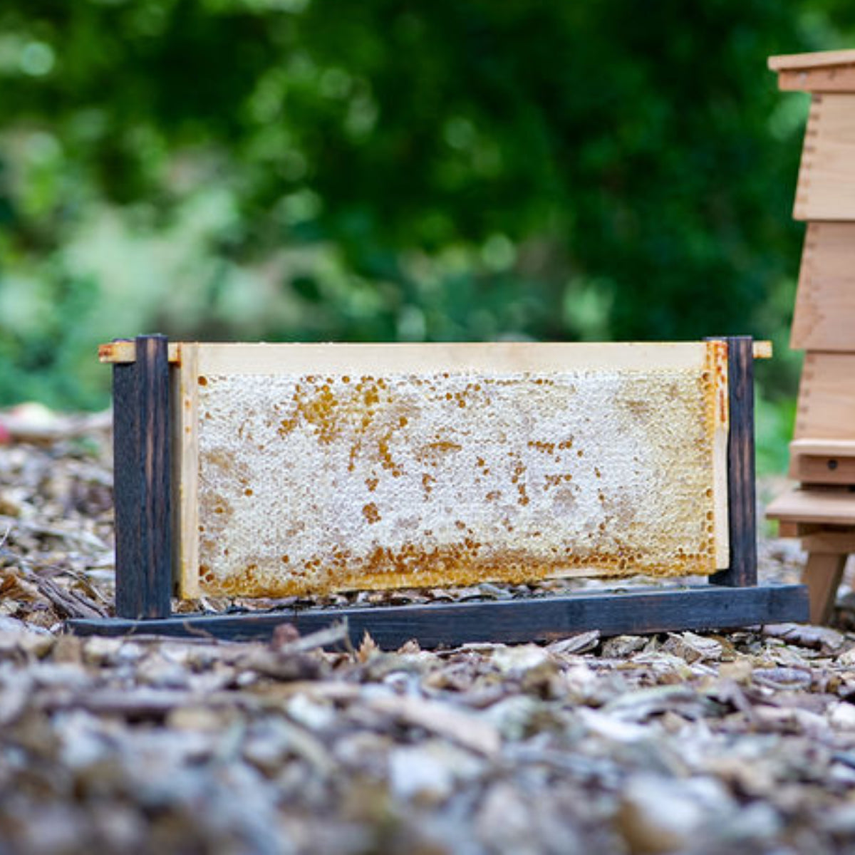 FRAMES OF HONEYCOMB