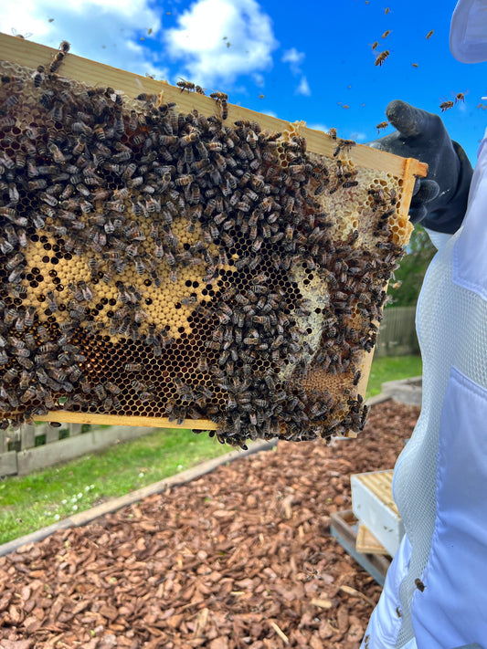 Bee Experience