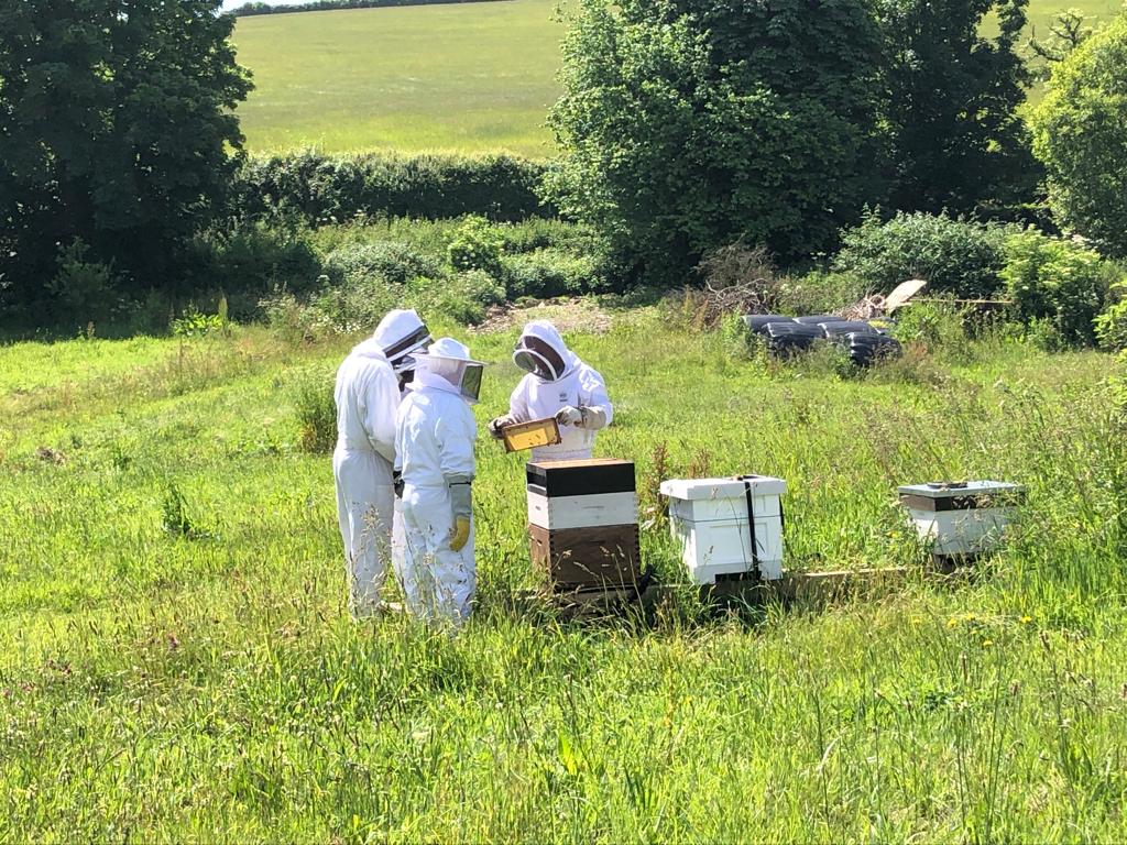 Bee Experience - 21 July