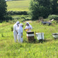 Bee Experience - 18 August