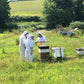 Bee Experience - 22 July