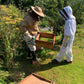 Bee Experience - 26 August