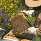Bee Experience - 22 July