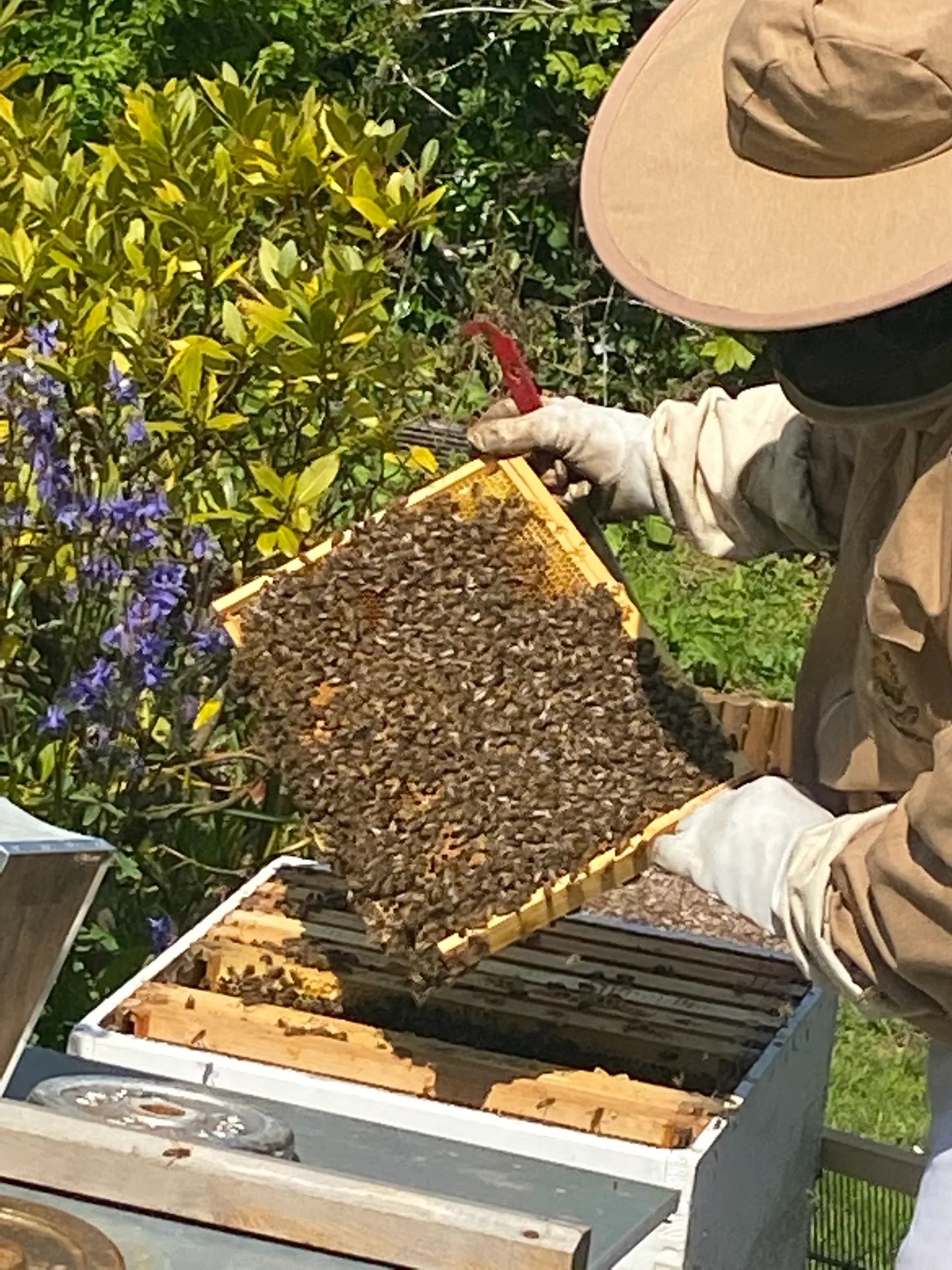 Bee Experience - 18 May